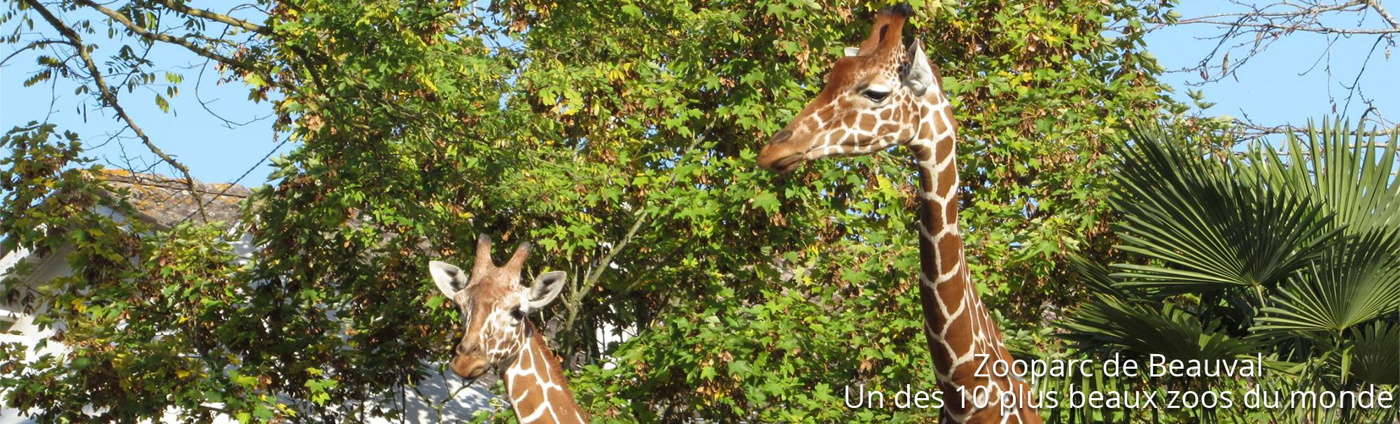 Girafe du ZooParc de Beauval